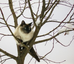 chat-dans-arbre
